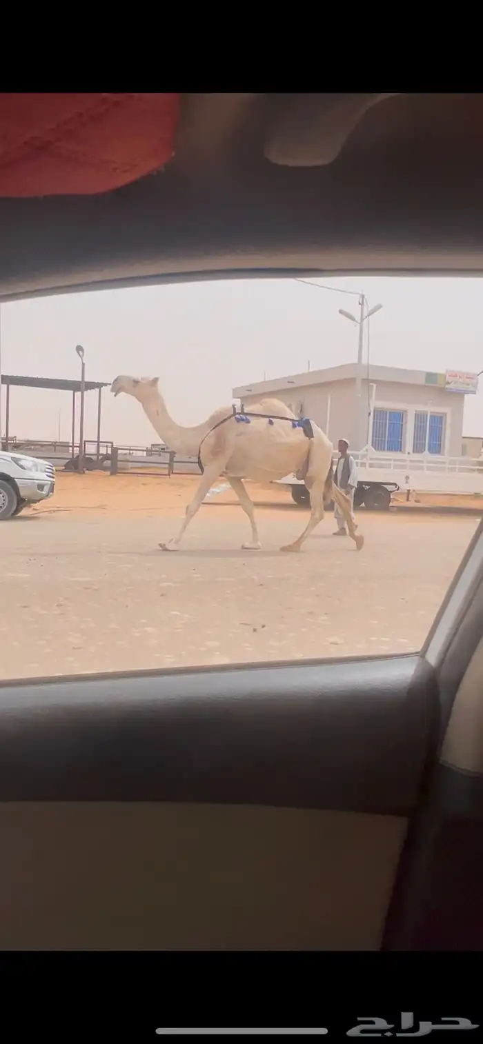 ضروبه ضريبه عشرا طيبه جدا 3