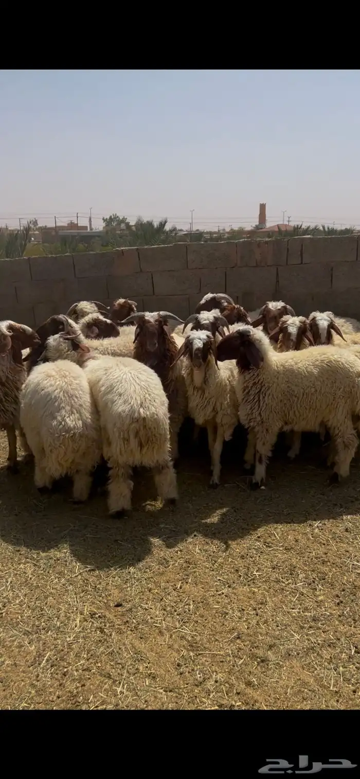 خرفان ورخال نعيم 0