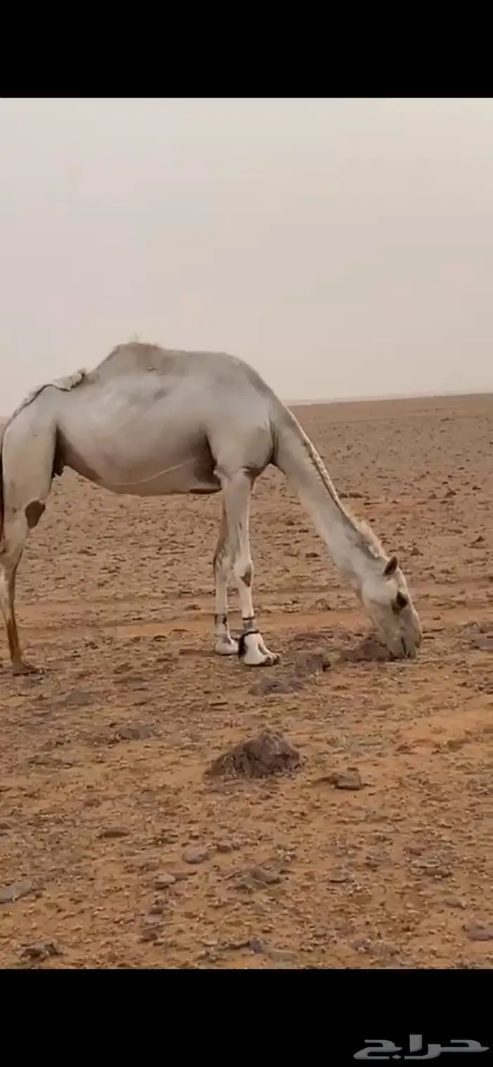 لقحة وضحا 1