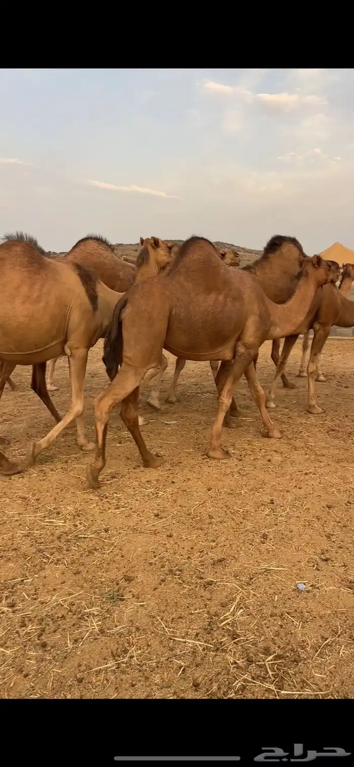 نياق للبيع 8