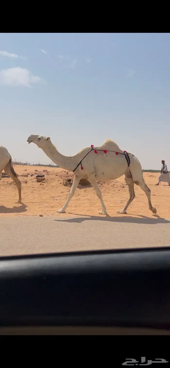 عشرا وضحا ضروبه منتج 0