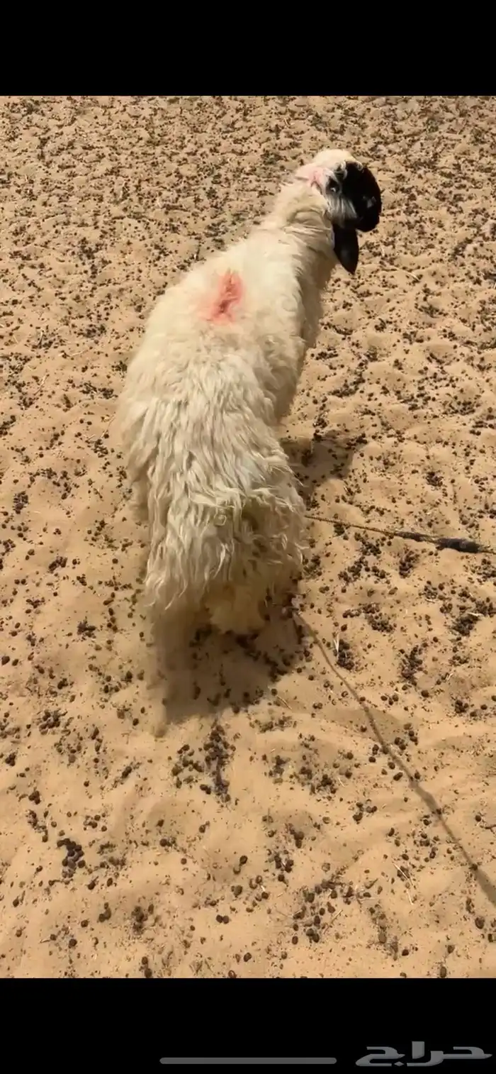 ذبايح للبيع فاخره عرب وحري 2