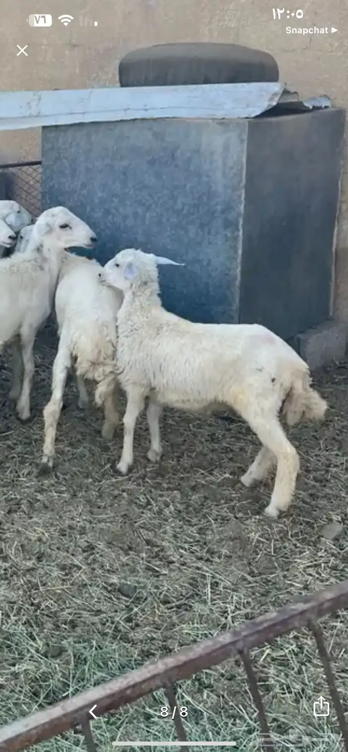 خروف كفو ذبيحه ولا مقنى مشروط من كل شي 2