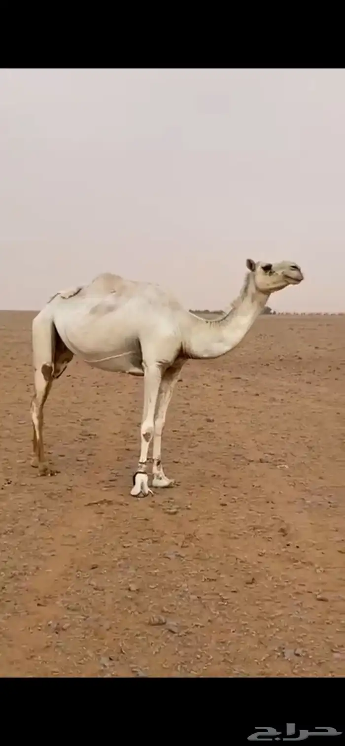 لقحة وضحا 2