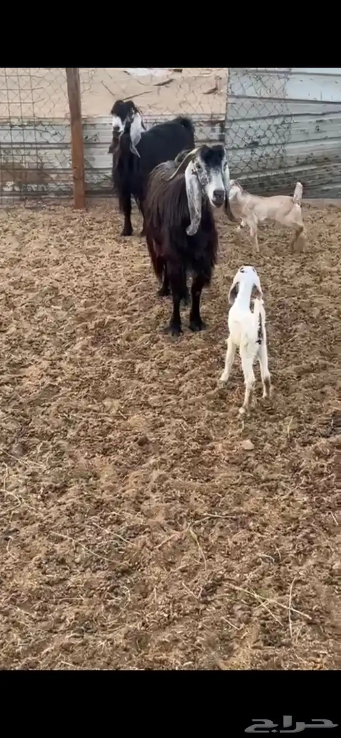 معزا عوارض متابيع 4