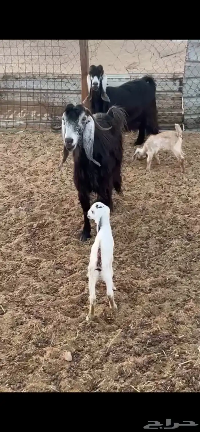 معزا عوارض متابيع 8