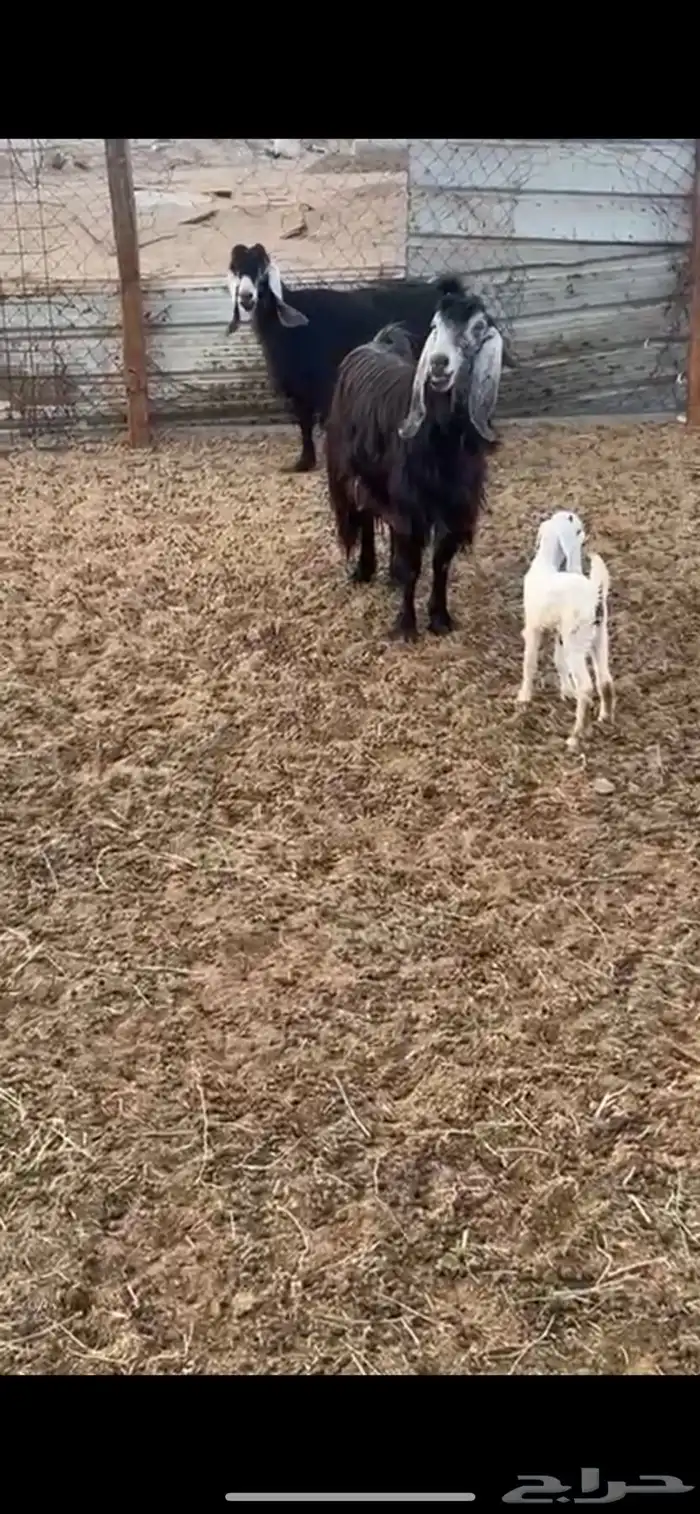 معزا عوارض متابيع 0