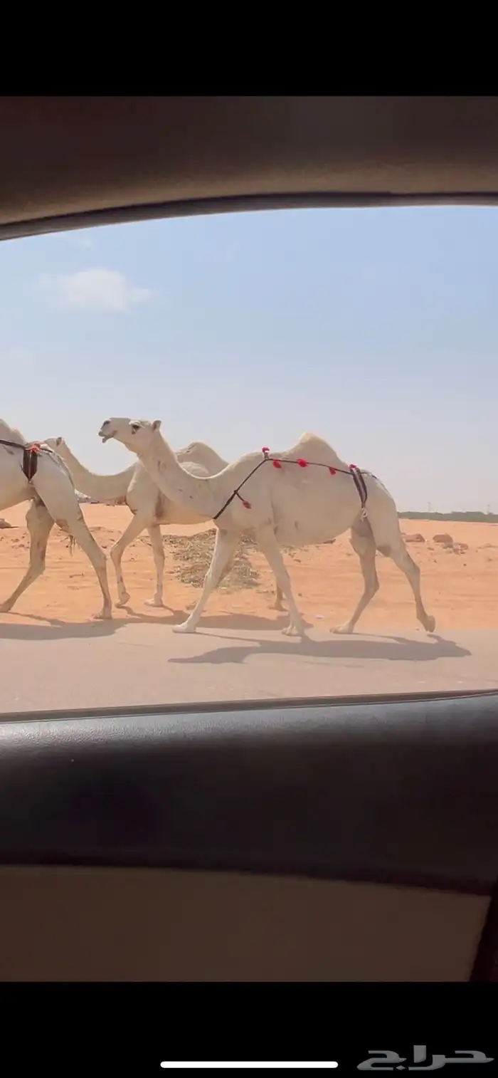عشرا وضحا ضروبه منتج 1