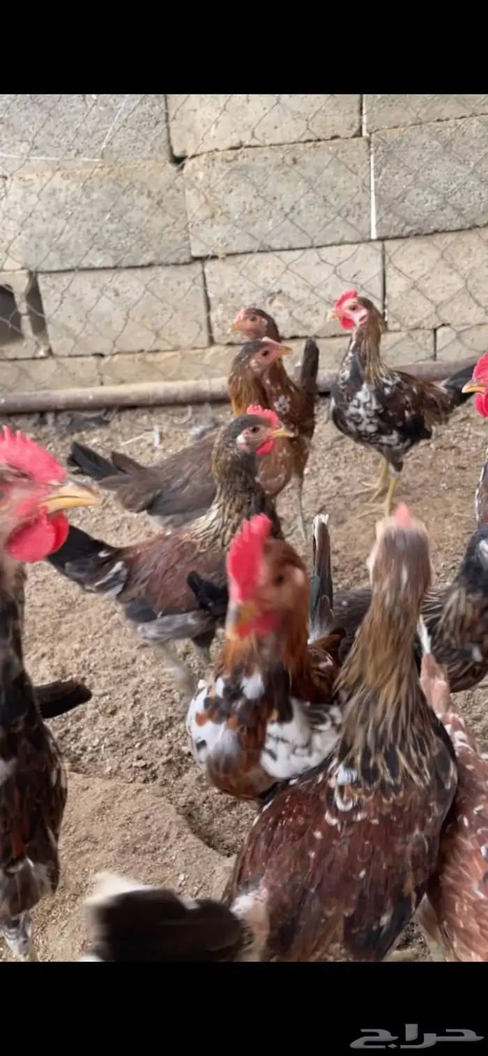 للبيع دجاج ماكنتوش دم صافي 0