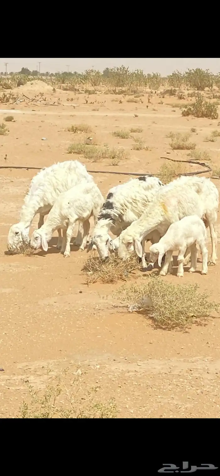 متابيع للبيع 2