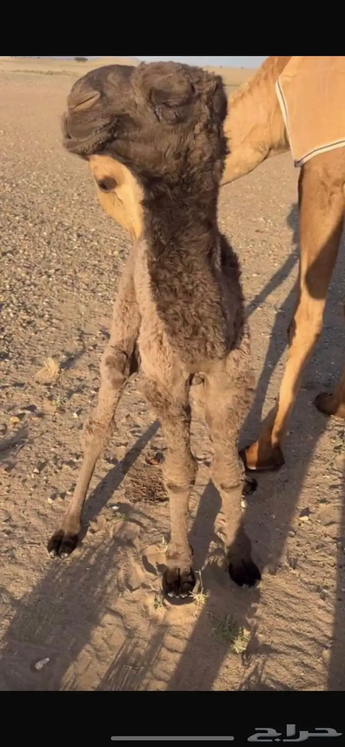 اصفر للبيع 1