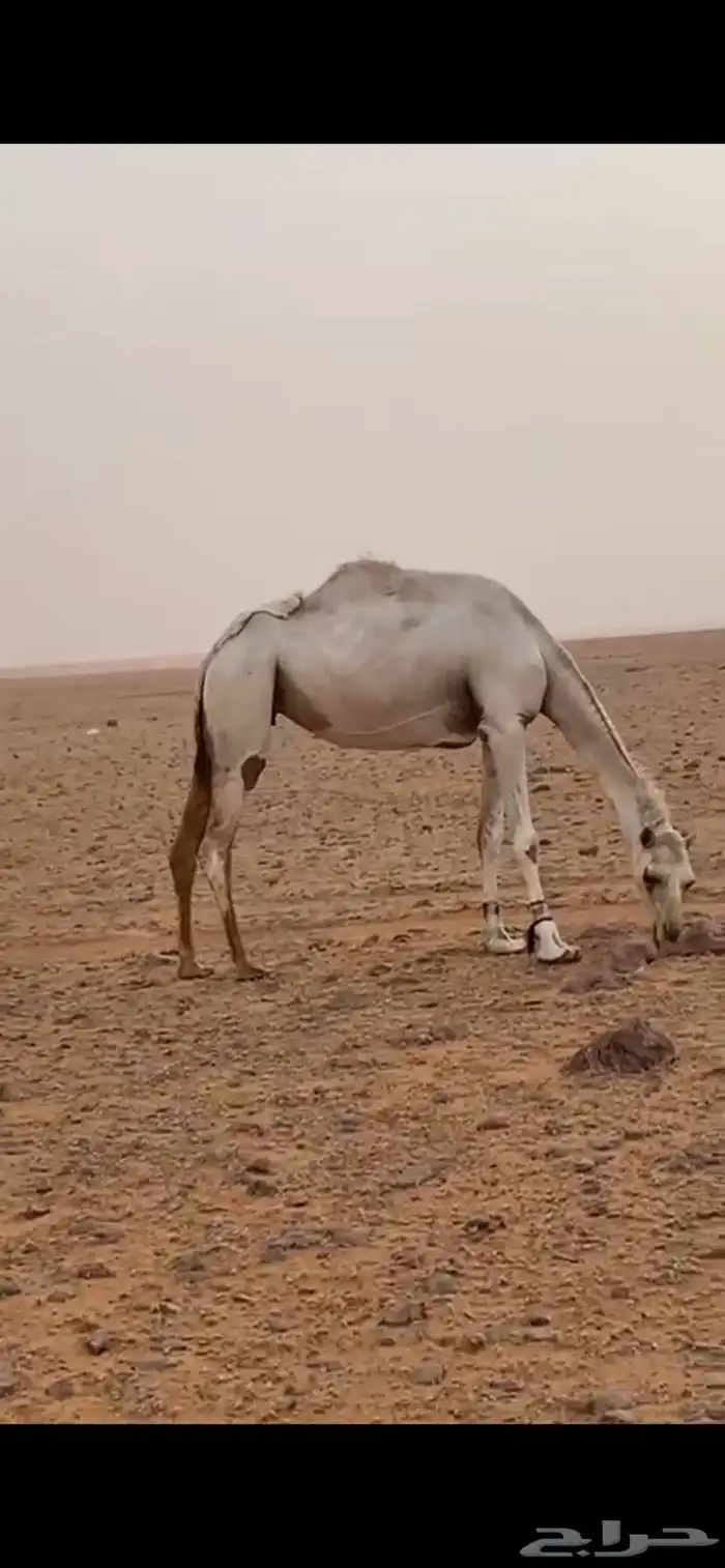 لقحة وضحا 0