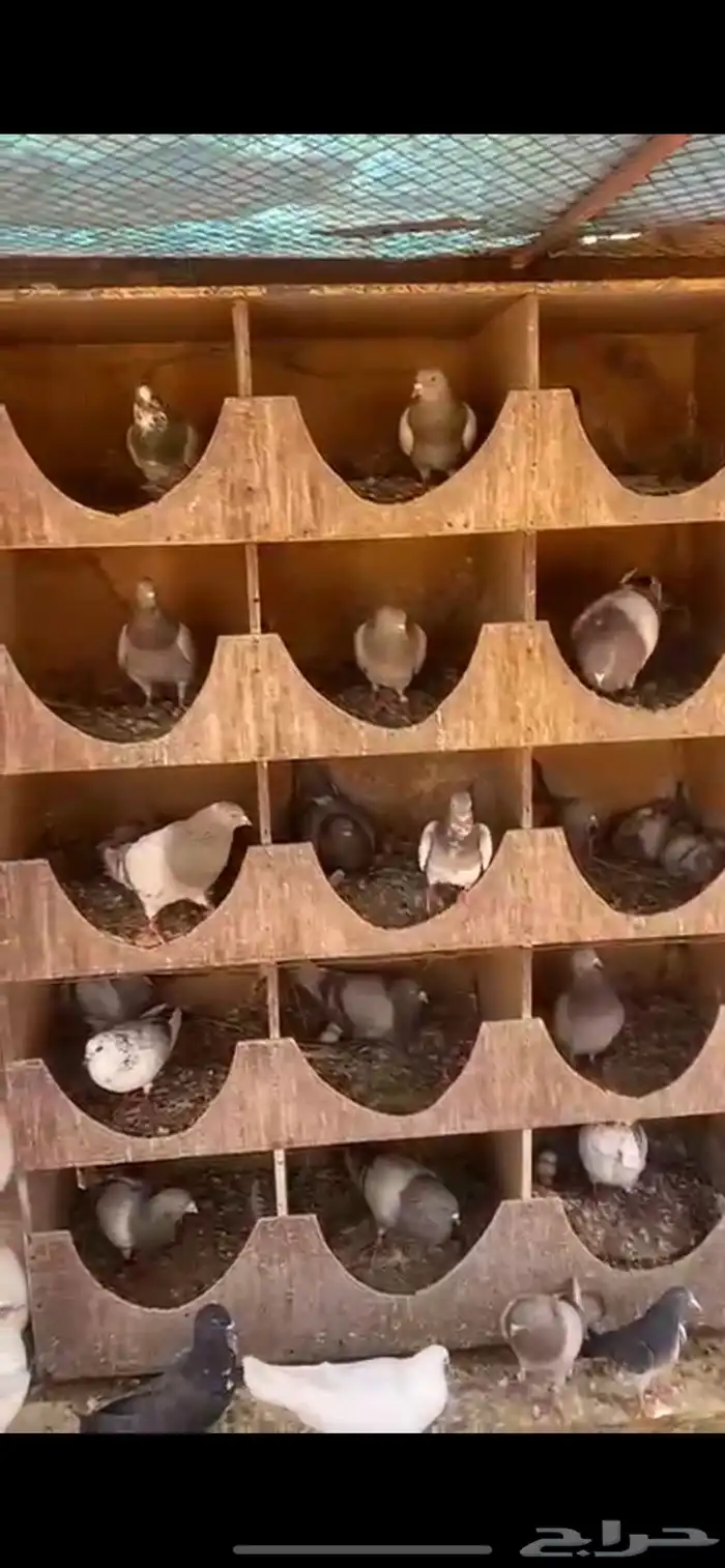حمام سلفر 1