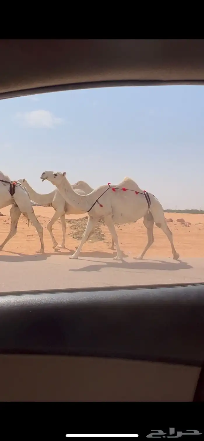 عشرا وضحا ضروبه منتج 2