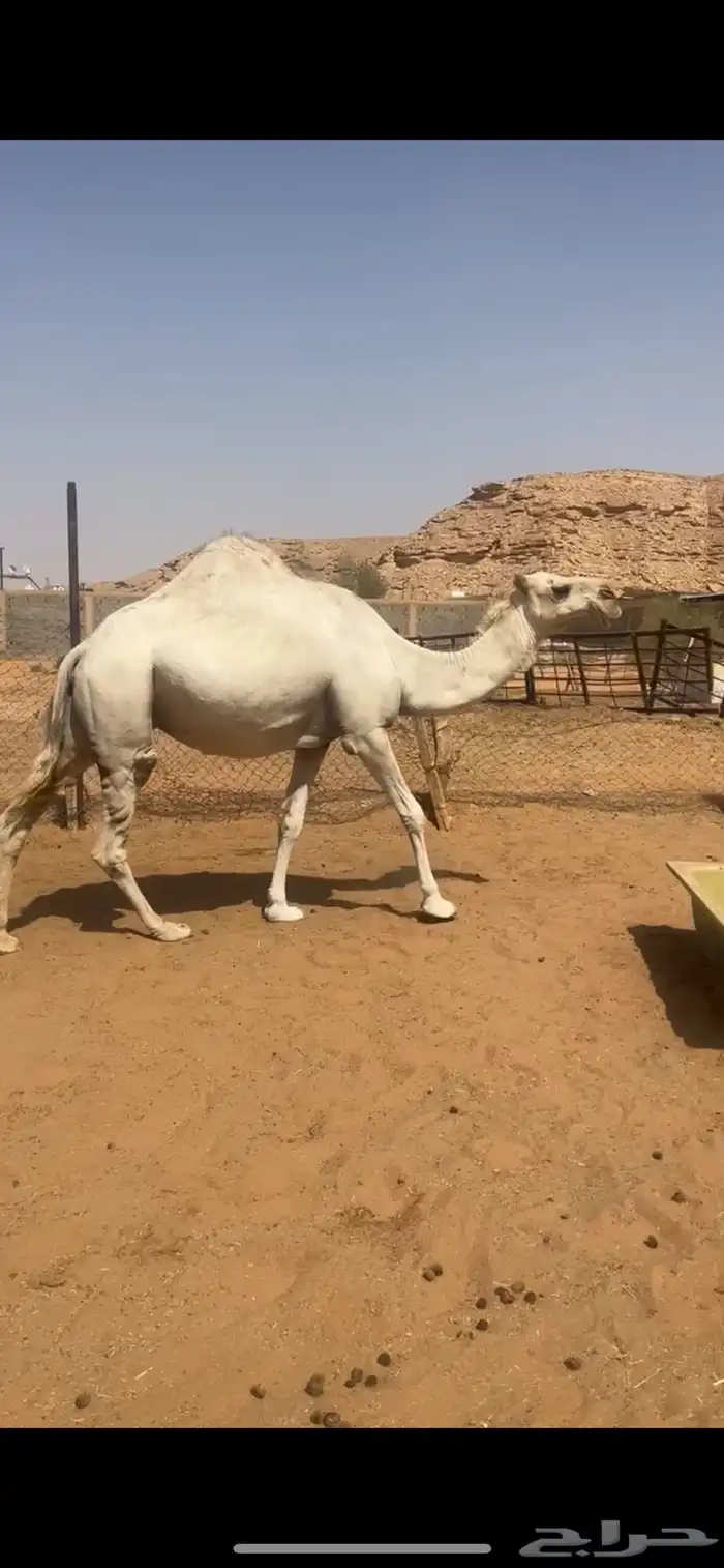 لقحه وضحاء 0