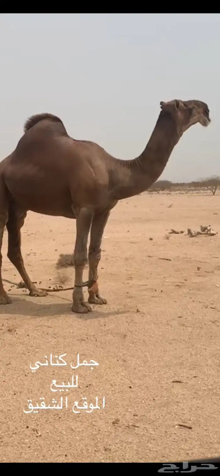 جمل كناني 3
