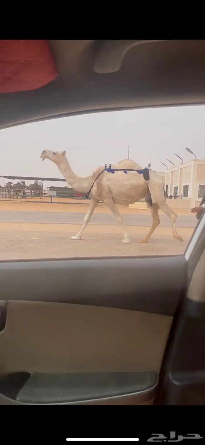 ضروبه ضريبه عشرا طيبه جدا 1