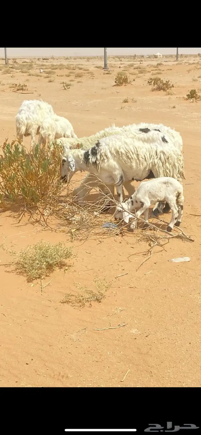 متابيع للبيع 4
