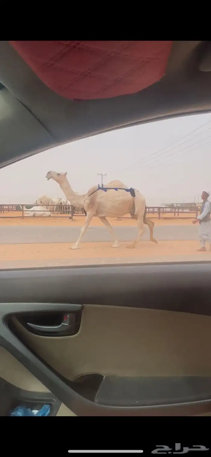 ضروبه ضريبه عشرا طيبه جدا 2