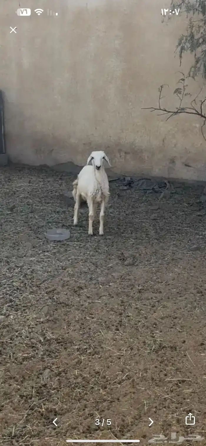 خروف كفو ذبيحه ولا مقنى مشروط من كل شي 1