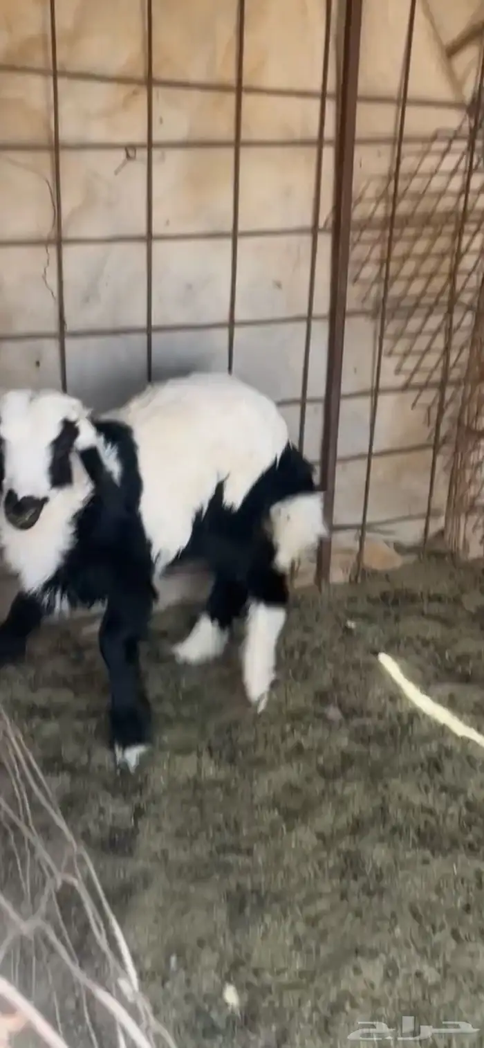 طلي نجدي للعمر 3شهىر ونص فيه بعج بسيط إبراء الذمه 0