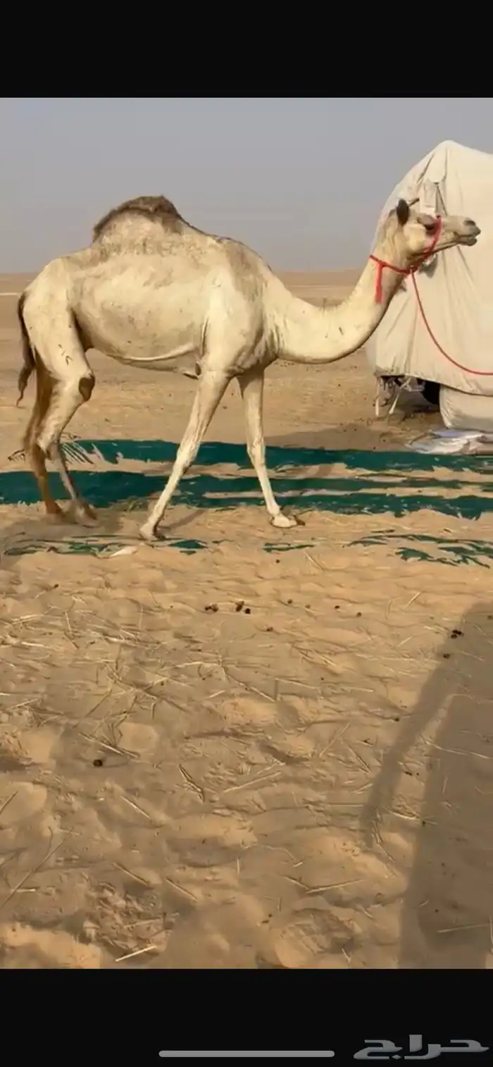 للبيع ذلول سودانيه طيبه   ضروبه 1