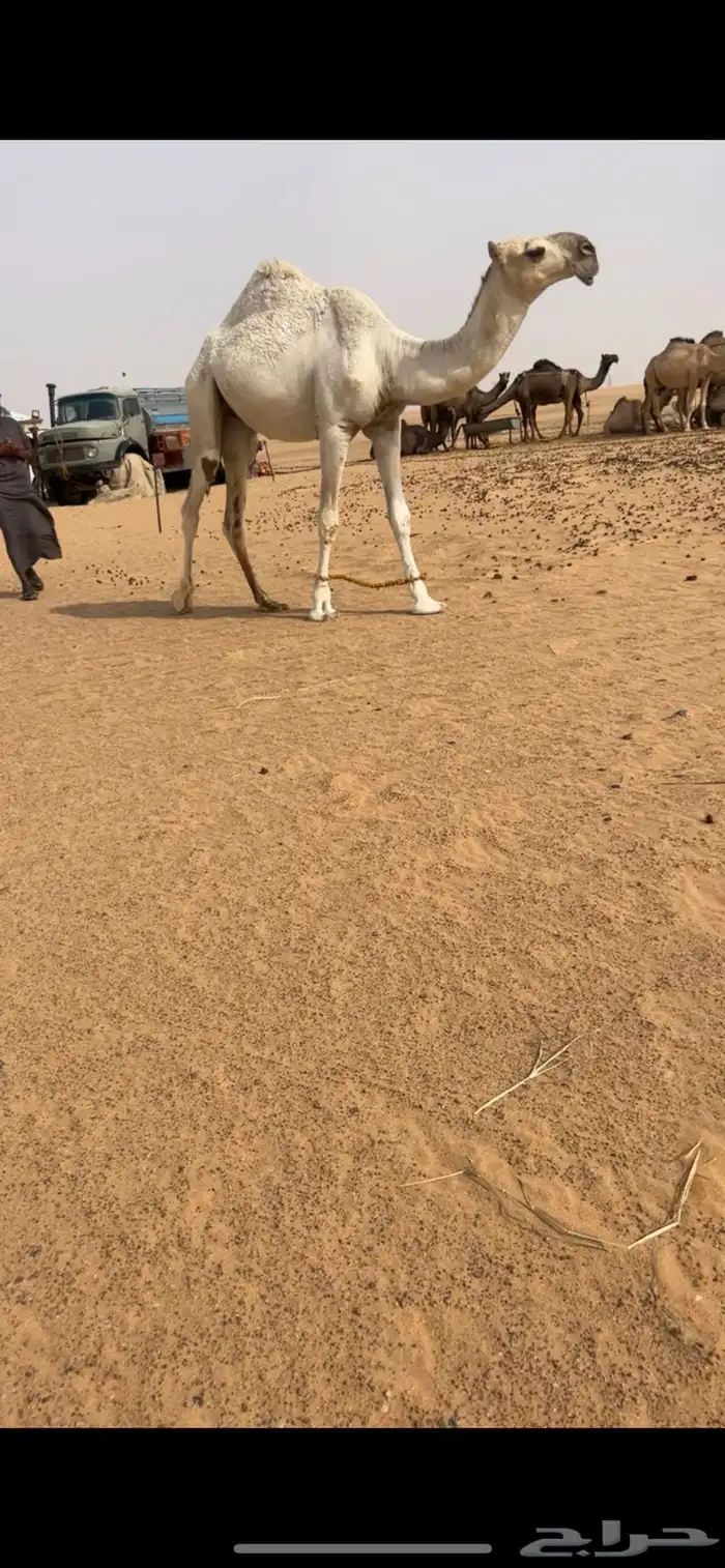 قعود نادر جدا 1