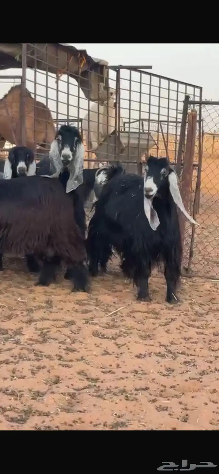 عوارض 1