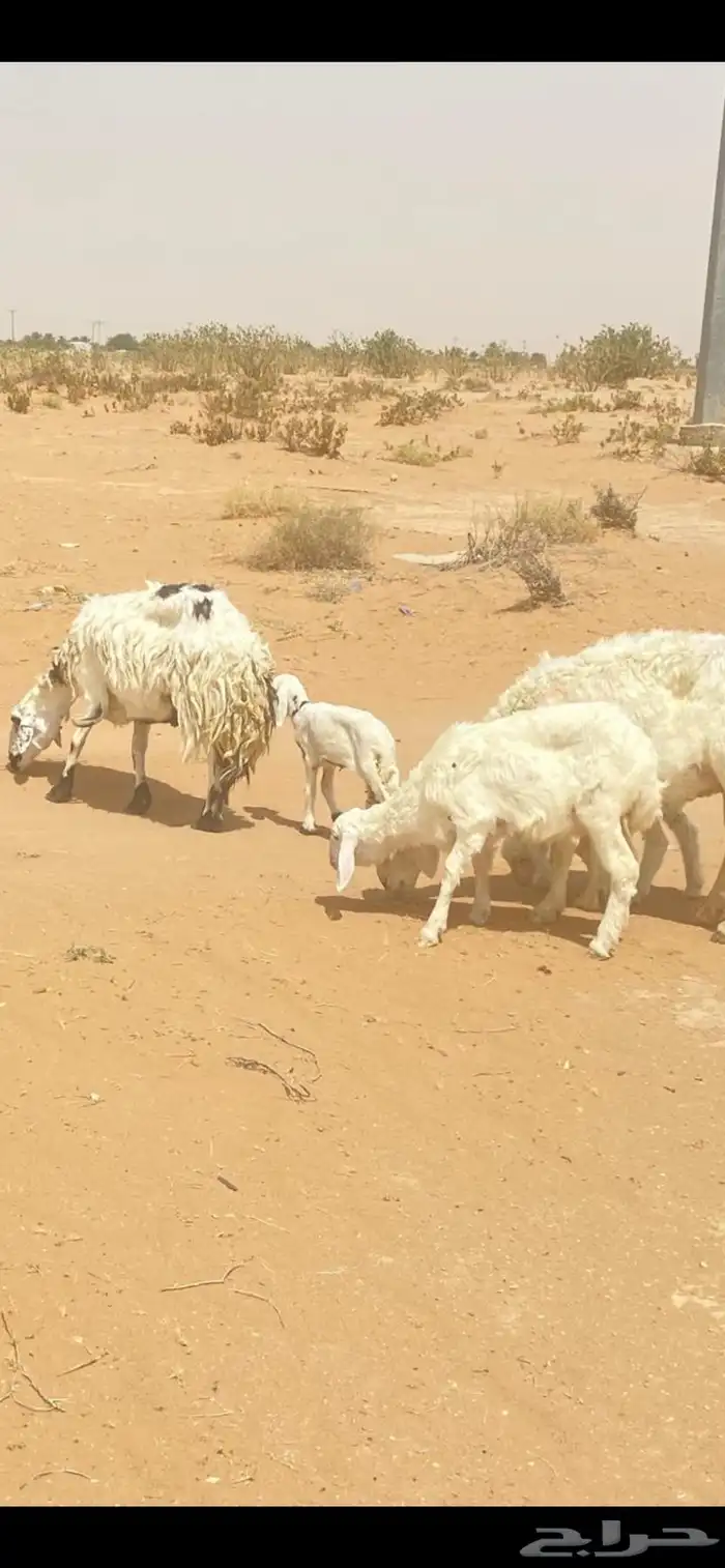 متابيع للبيع 3