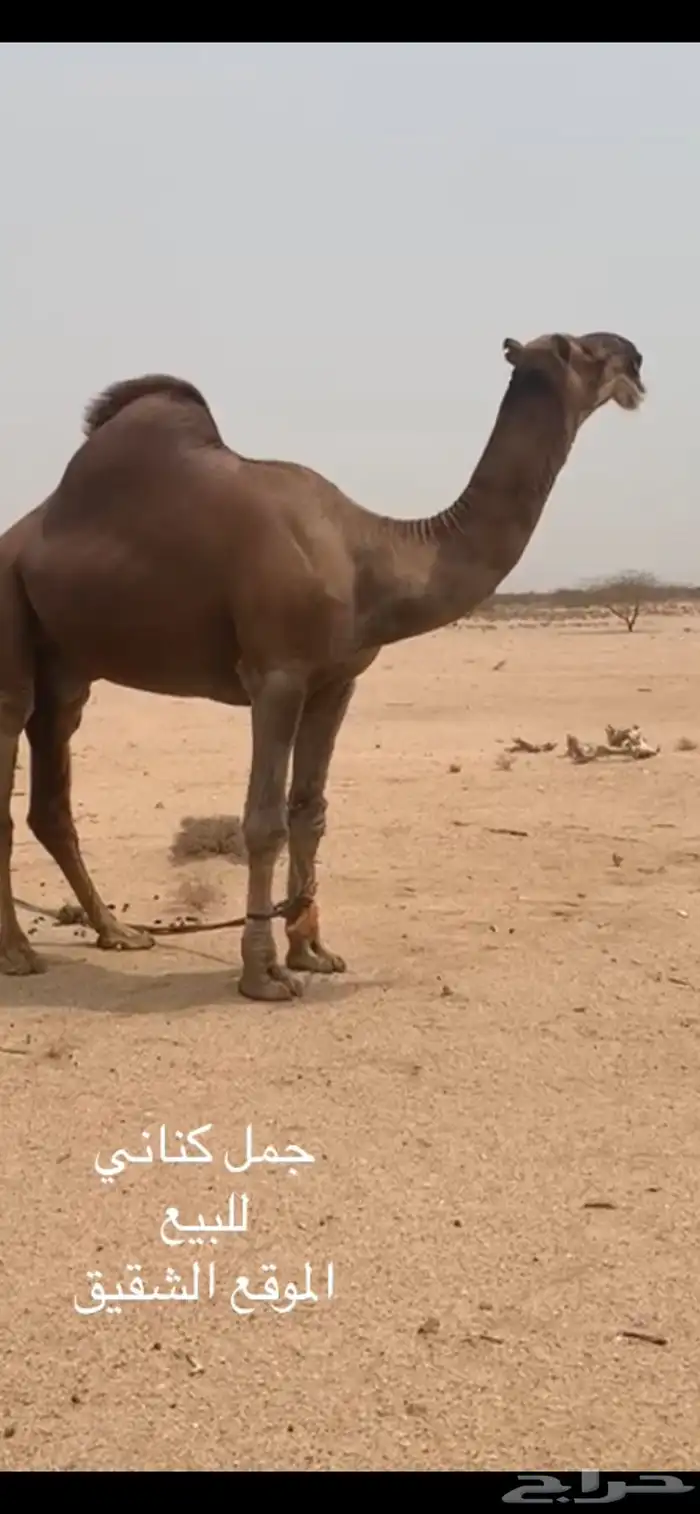 جمل كناني 1