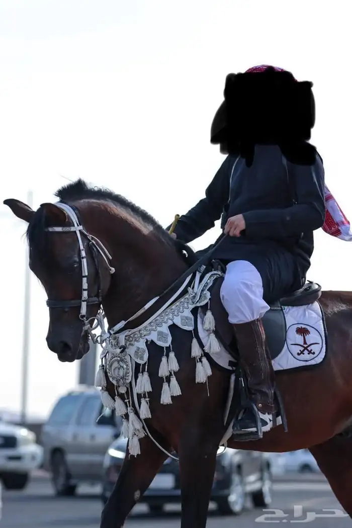 عرررض مزاد اصايل الخيول مجانا  لفتره محدوده 0