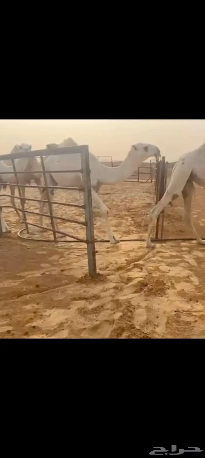 قعود كفو حراقي 4