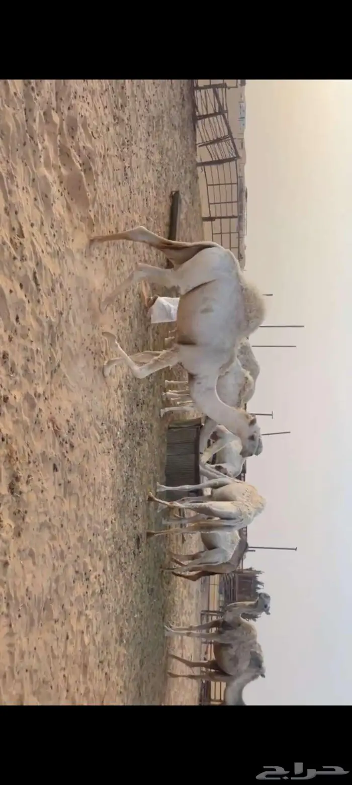 قعود كفو حراقي 0