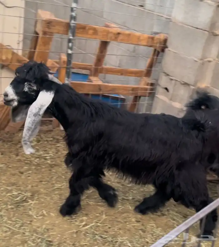 تيس عارض فاخر 0