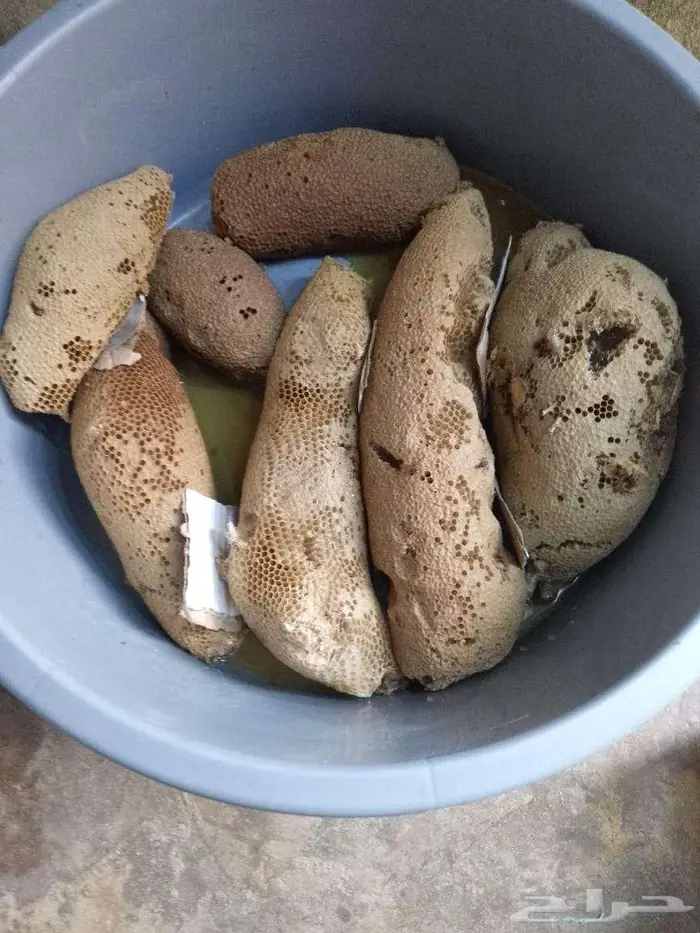 عسل بري حر. اليوم. 0