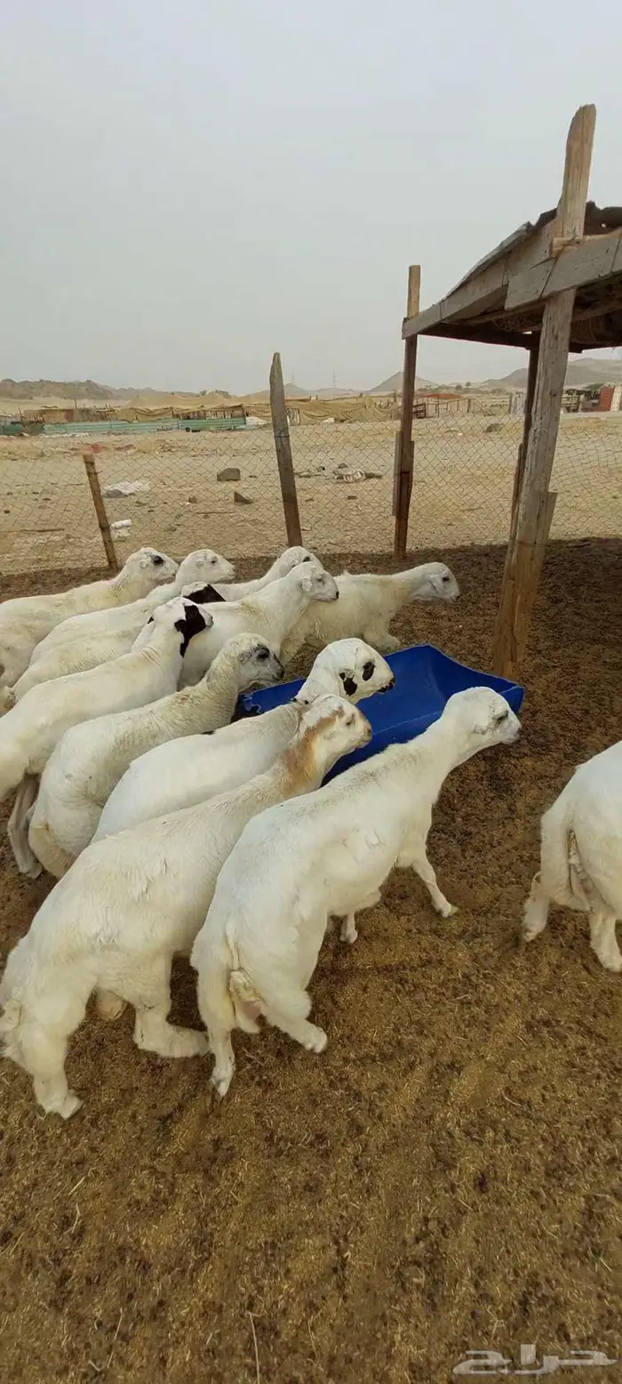 طليان رفيدي بلدي شحم 2