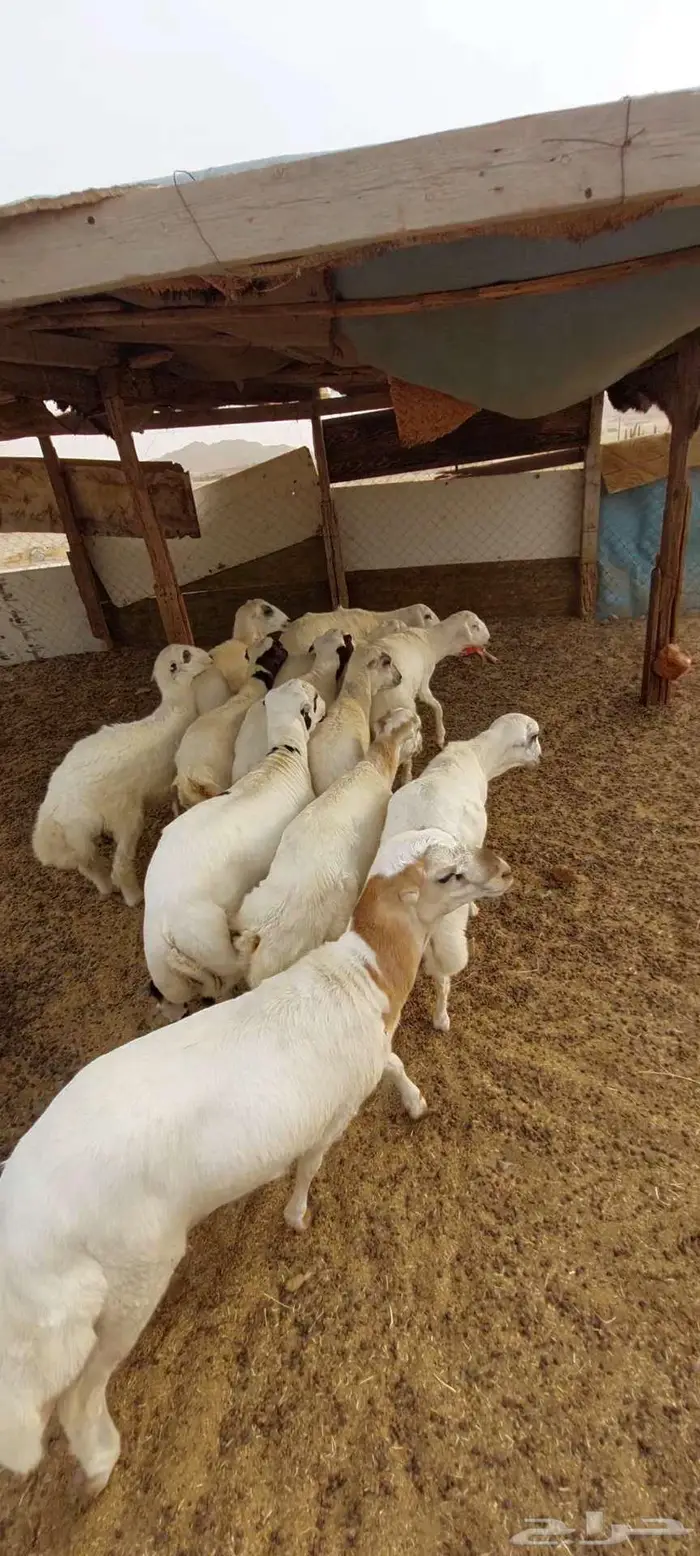 طليان رفيدي بلدي شحم 3