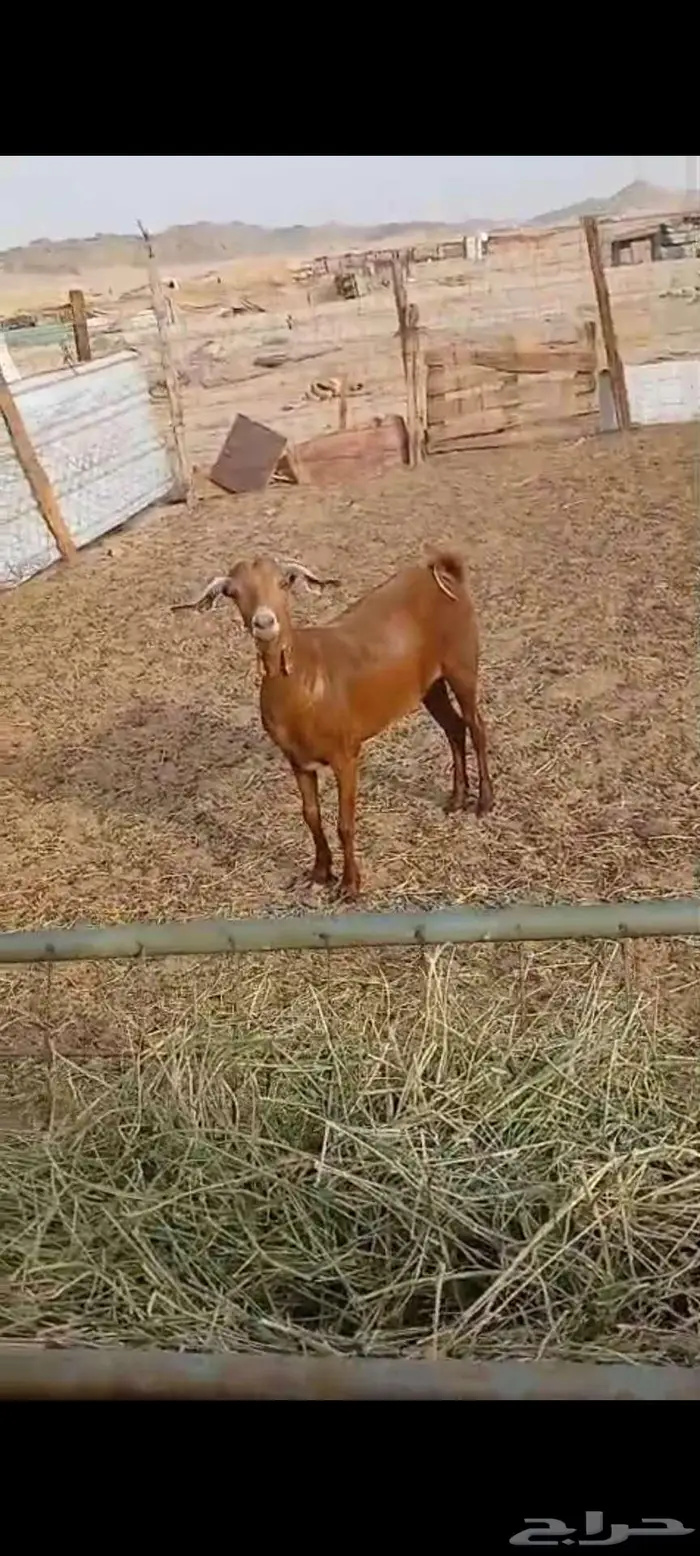 حايل شحم ونظيفة 2