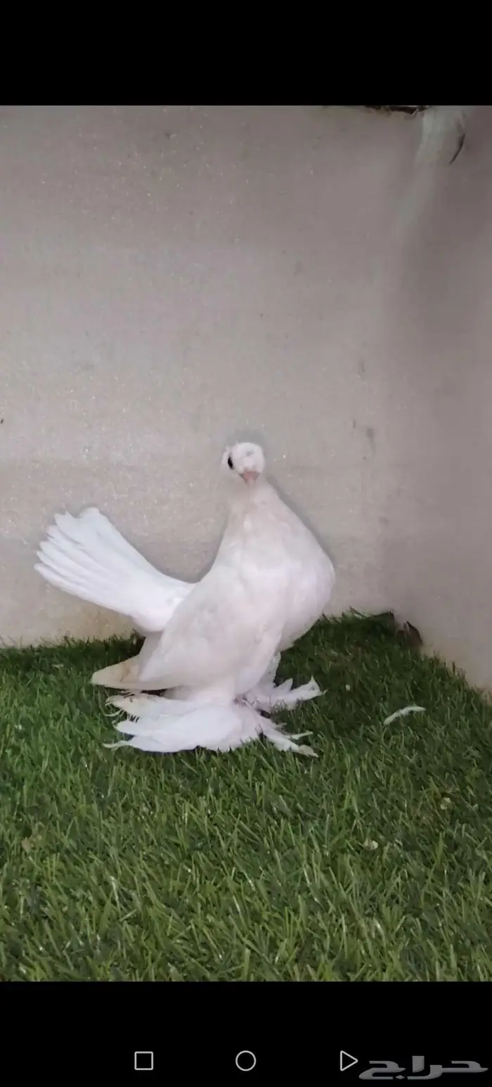 فردتين ألاسكا ابيض 3