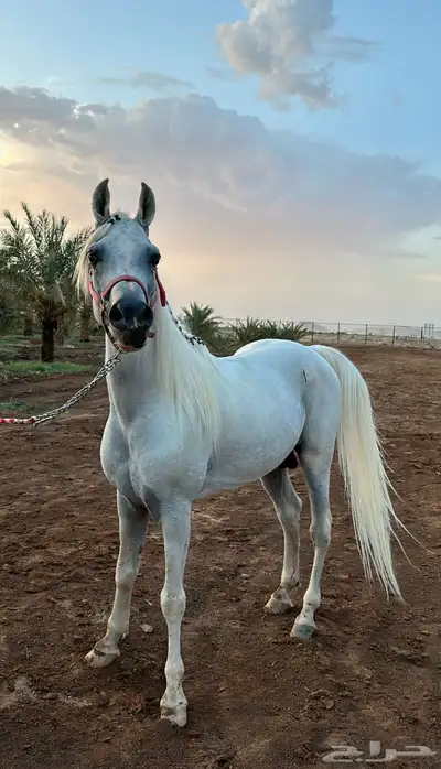 فحل مربط واهو index