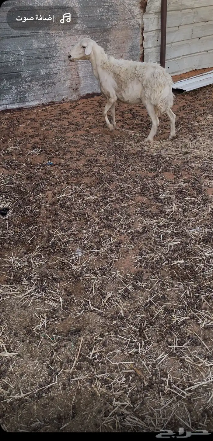 للبيع شاه دافع طيبه 0