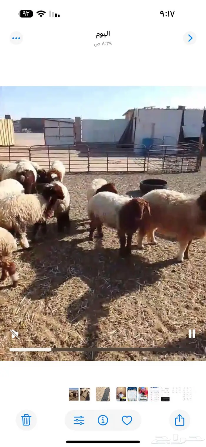 بهم هرفي للبيع 2