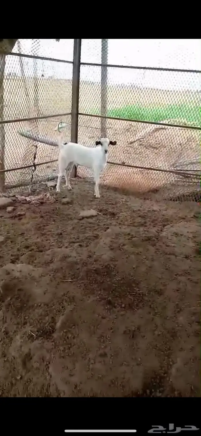 تيس بيشي 2