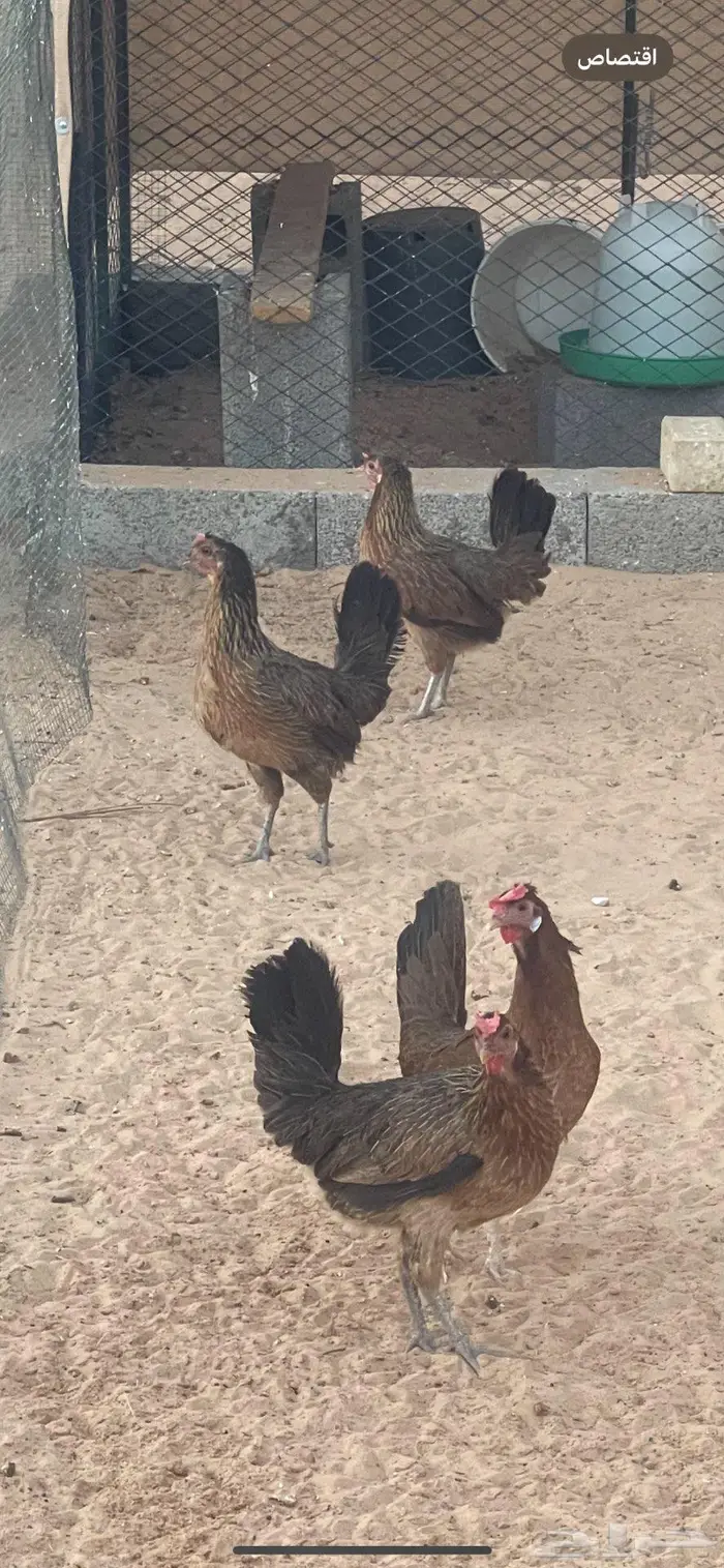 ديكة عربي اصل (ترثه) 3