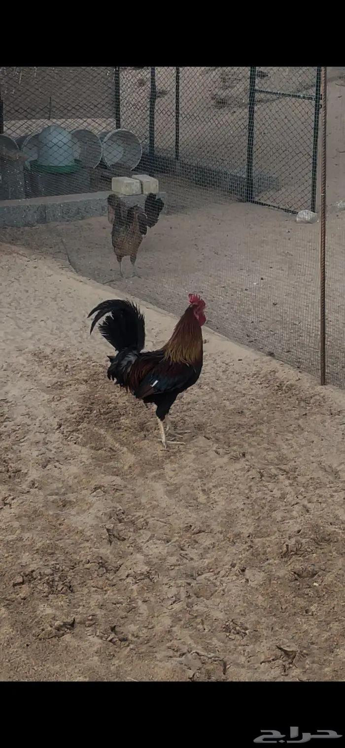 ديكة عربي اصل (ترثه) 2