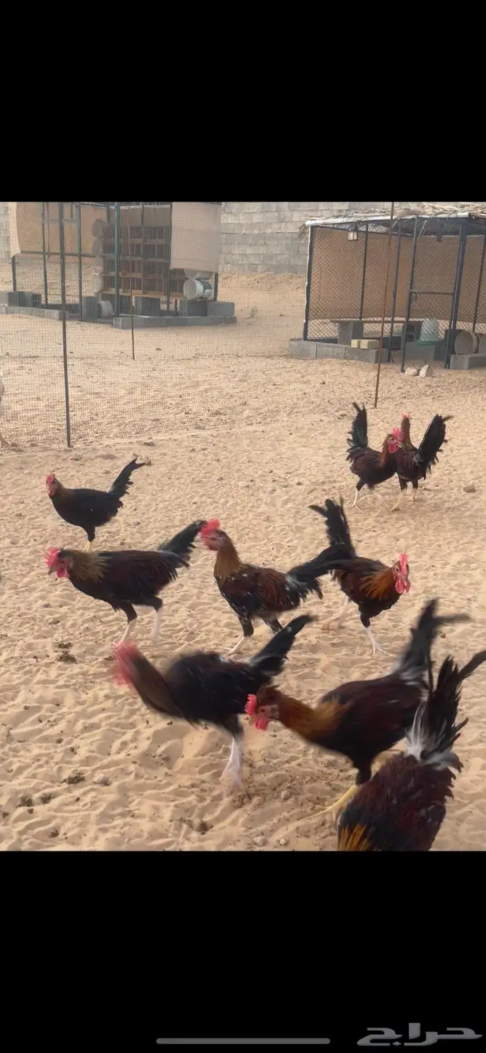 ديكة عربي اصل (ترثه) 1