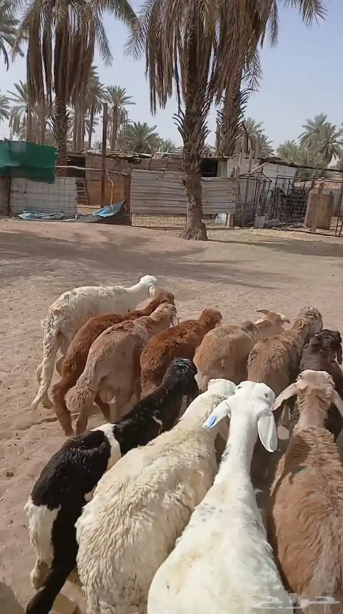 بهم سواكني علا السوم له شهر موجدات العد 10 1