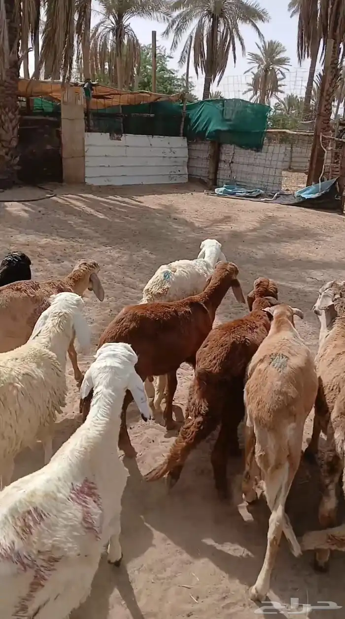 بهم سواكني علا السوم له شهر موجدات العد 10 6