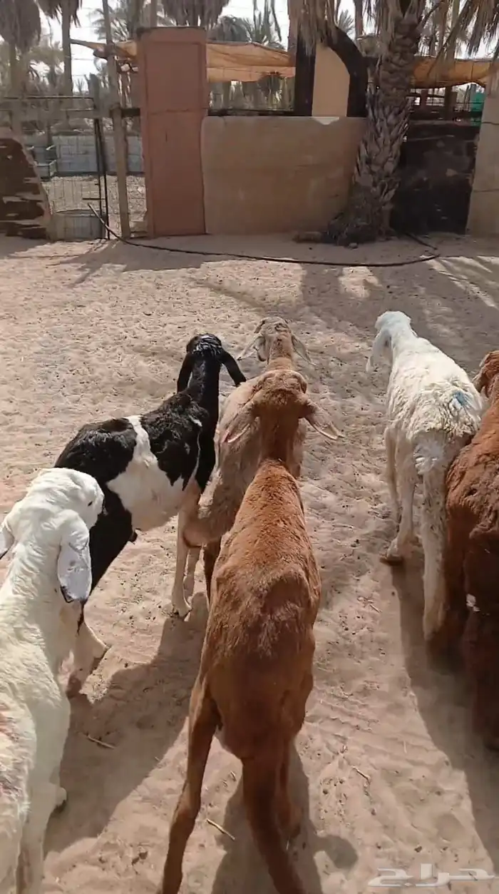 بهم سواكني علا السوم له شهر موجدات العد 10 7