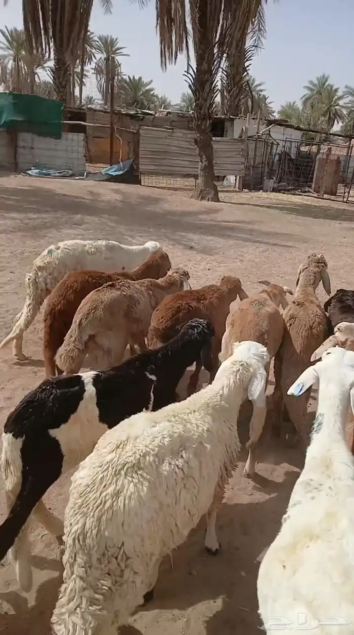 بهم سواكني علا السوم له شهر موجدات العد 10 0